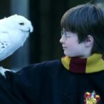 Conheça os Pets Mágicos mais icônicos do universo Harry Potter