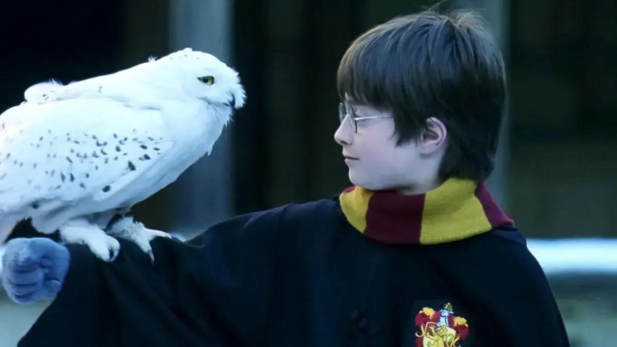 Conheça os Pets Mágicos mais icônicos do universo Harry Potter
