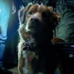 Good Boy: a estreia que está mexendo com o cinema de terror em 2025