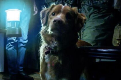 Good Boy: a estreia que está mexendo com o cinema de terror em 2025