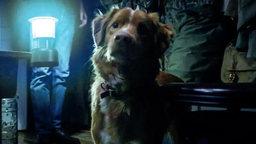 Good Boy: a estreia que está mexendo com o cinema de terror em 2025