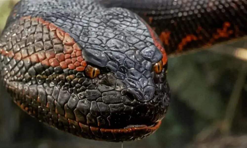 Anaconda 2025: Reboot com Jack Black e Paul Rudd chega no Natal com humor e aventura