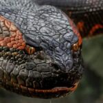 Anaconda 2025: Reboot com Jack Black e Paul Rudd chega no Natal com humor e aventura