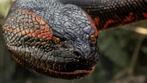 Anaconda 2025: Reboot com Jack Black e Paul Rudd chega no Natal com humor e aventura