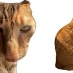 Brush Jjaemu: O Jogo Viral que Todos Estão Jogando - Brush Jjaemu