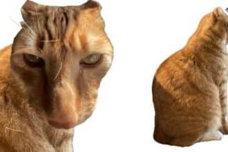 Brush Jjaemu: O Jogo Viral que Todos Estão Jogando - Brush Jjaemu