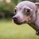 Pragmata e Mais: Jogos que Redefinem a Nostalgia em 2024 - Pragmata